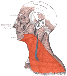 platysma